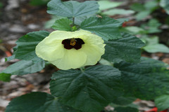 Hibiscus calyphyllus